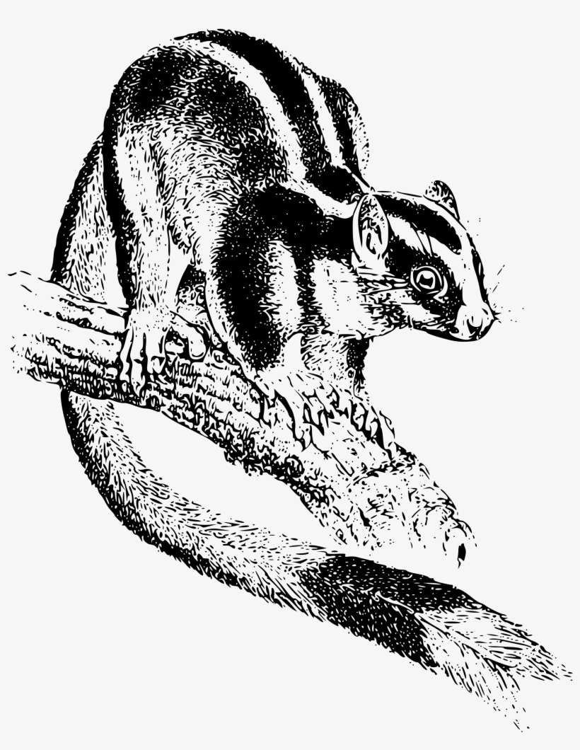 This Free Icons Png Design Of Striped Possum, transparent png download