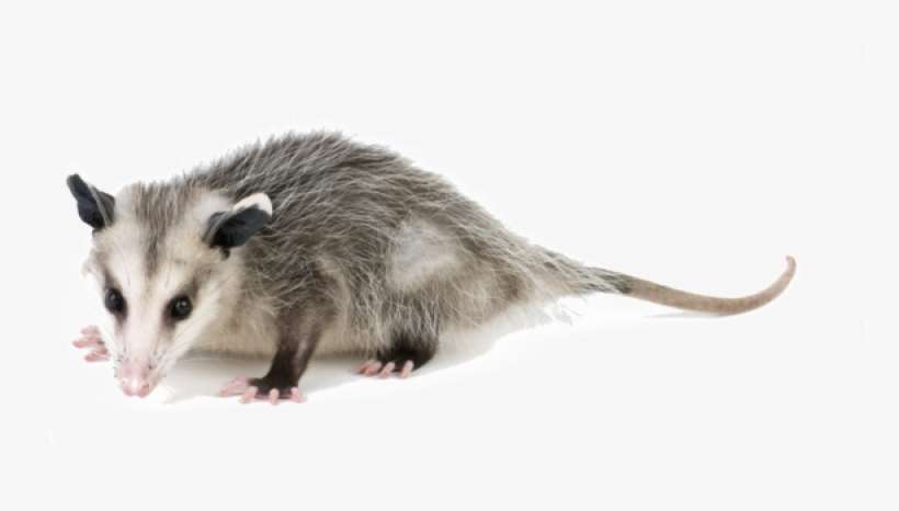 Opossums - Get Rid Of A Possum PNG Image | Transparent PNG Free