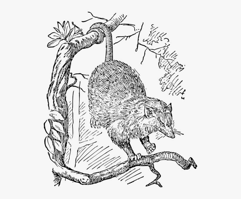 Small - Free Opossum Clip Art, transparent png download
