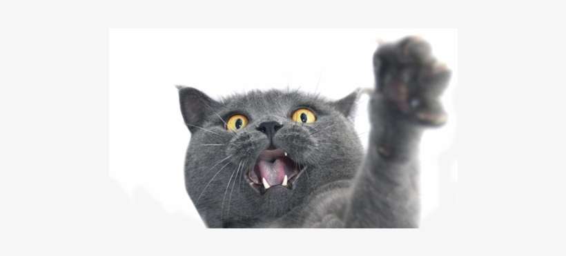 The Truth About Declawing - Cat Paw No Background, transparent png download