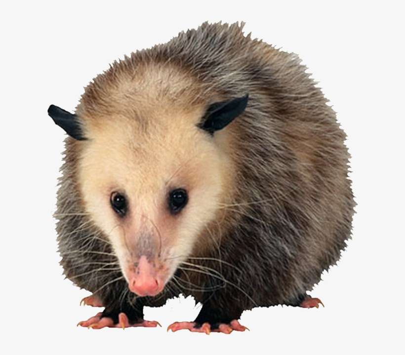 Tucker Once Mistook The Possum For His Late Sister - Im Not A Creep, transparent png download