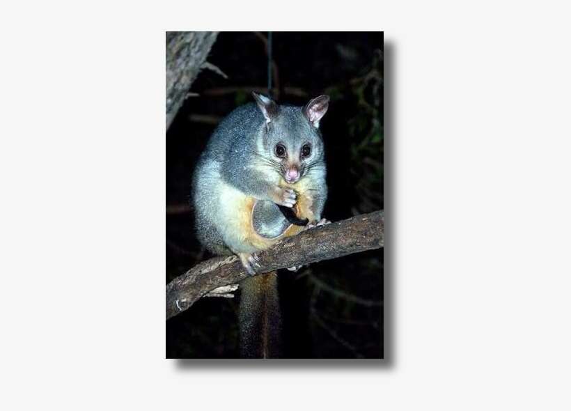 Important - - Possum Pouch Australia PNG Image | Transparent PNG Free