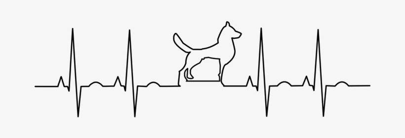 Ekg, Electrocardiogram, Anatomy, Aorta - Electrocardiograma Con Animales, transparent png download