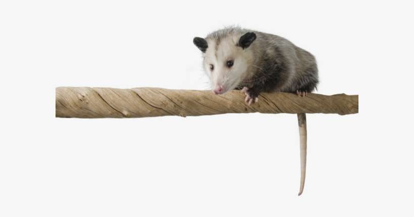 Selecting A Wildlife Control Company - Common Opossum, transparent png download