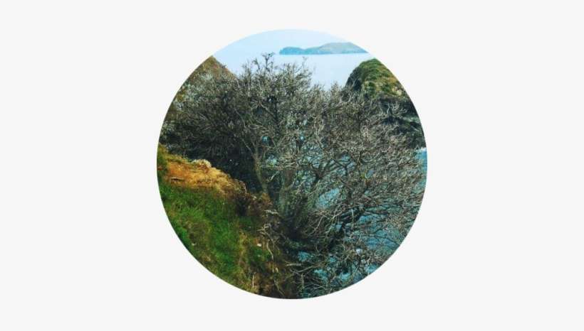 Why Are Possums A Problem - Colorado Spruce, transparent png download