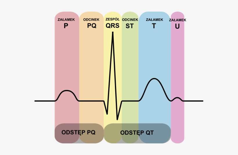 By - Ecg For Beginners, transparent png download