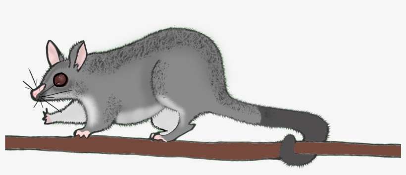 Setting The Standard - Whales, transparent png download