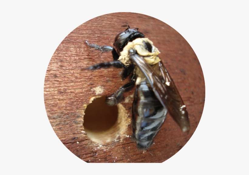 We Specialize In Bees, Wasp, And Hornets - Wood Boring Bees, transparent png download