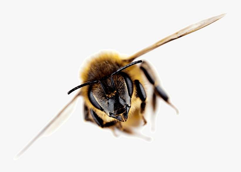 Brand Strategy - New Zealand Honey Bee, transparent png download