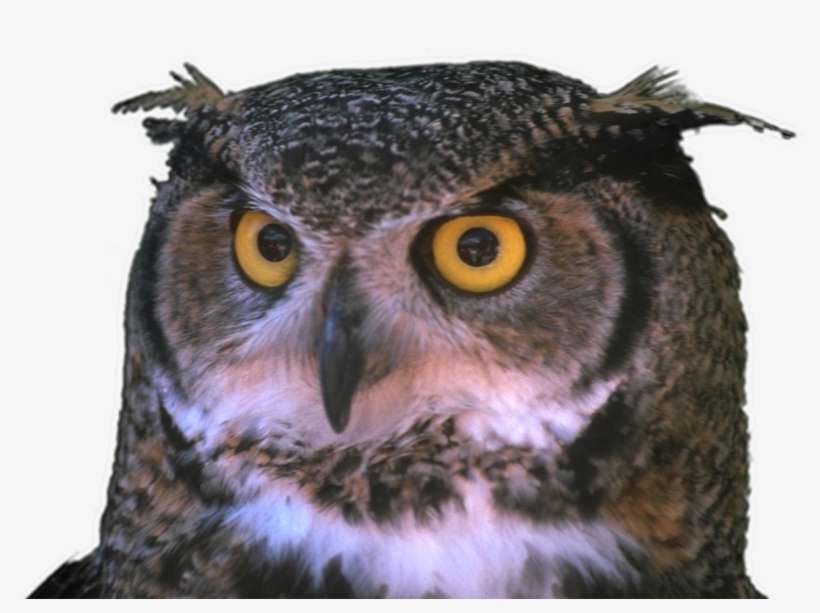 [horned Owl] - Diferenta Dintre Bufnita Si Cucuveaua, transparent png download