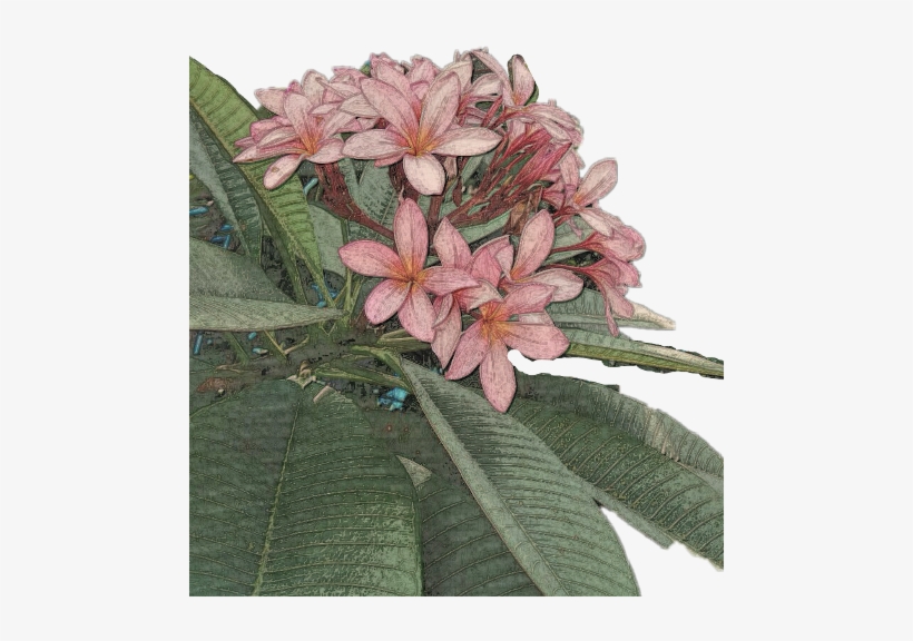 Frangipani, transparent png download