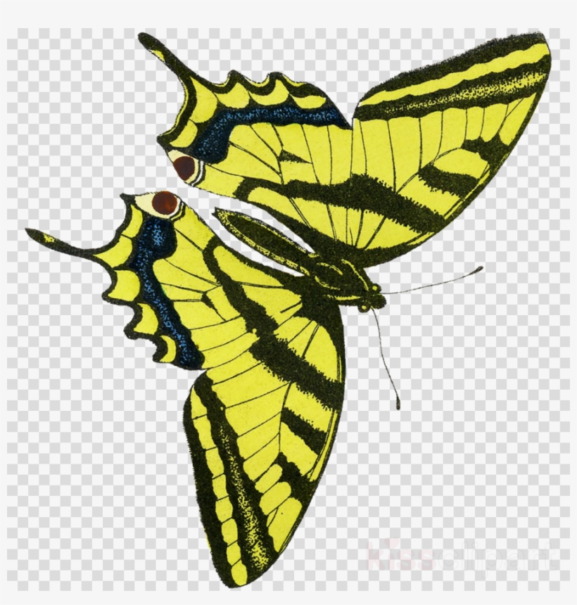 Membrane Winged Insect Clipart Monarch Butterfly Pieridae - Muse Entomologique Illustr 1876 Various 1 Poster Print, transparent png download