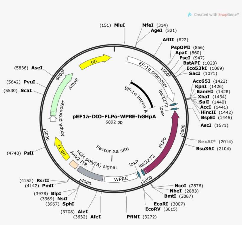 Map Uploaded By The Depositor - Diagram, transparent png download