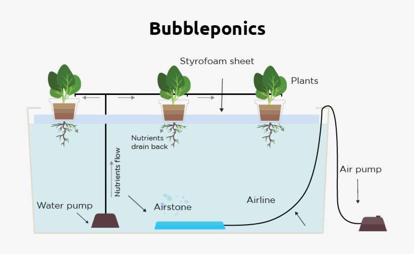 Bubbleponics System - Deep Water Culture, transparent png download