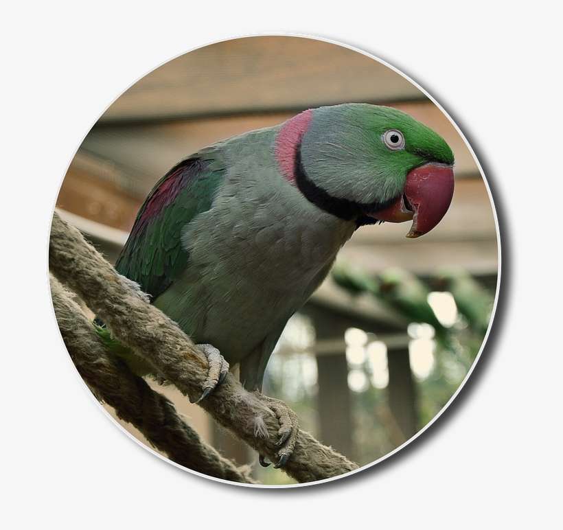 Alexander Parakeet, Png, Hahn, Bird, Small Parrot - Parakeet, transparent png download