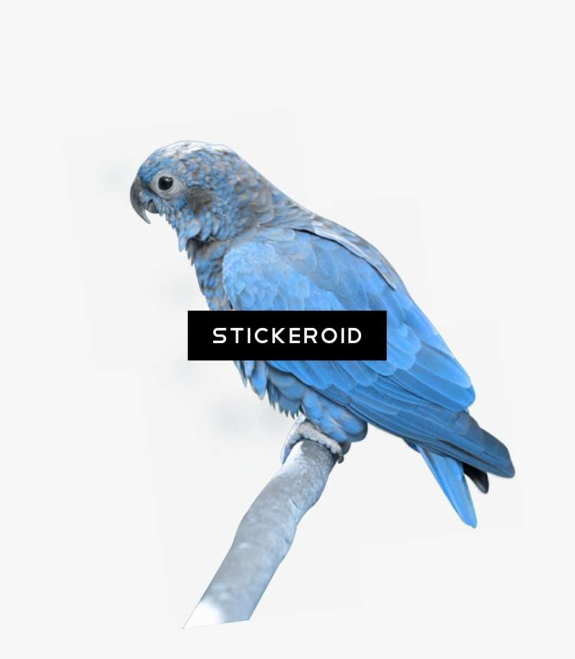 Parrots Animals Parrot - Parrot Png, transparent png download