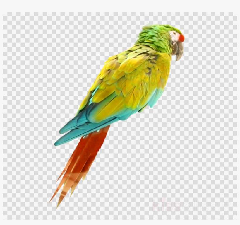 Aves Png De Colores Clipart Bird True Parrot, transparent png download