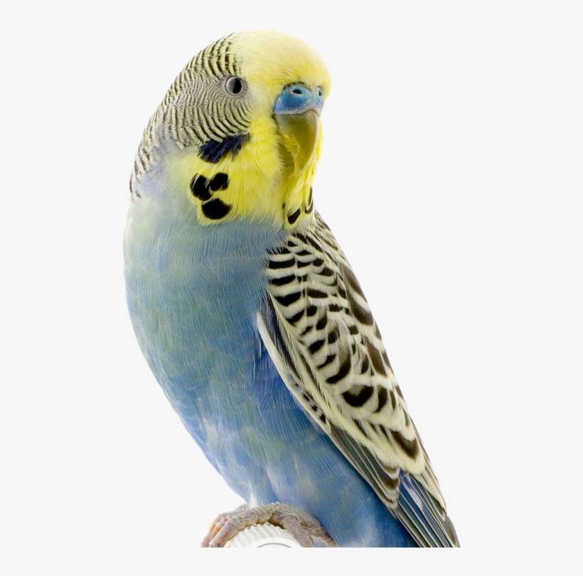 Adorable White Huskies - Higgins Vita Seed Parakeet Food, transparent png download