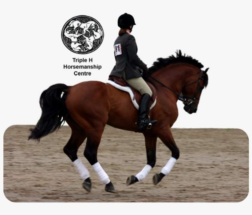 899109 50578585 - Teaching Tips For Horseback Riding Instructors, transparent png download