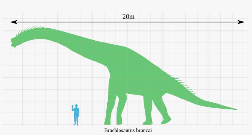 Open - Brachiosaurus Scale, transparent png download