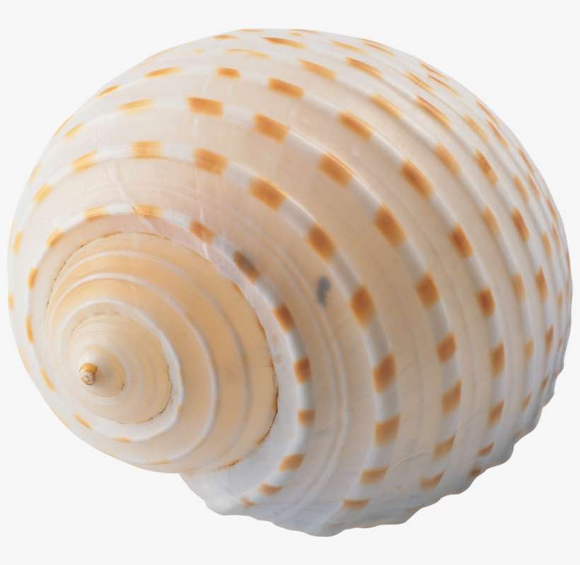 Seashell Png, Download Png Image With Transparent Background, - Картинка Ракушка, transparent png download