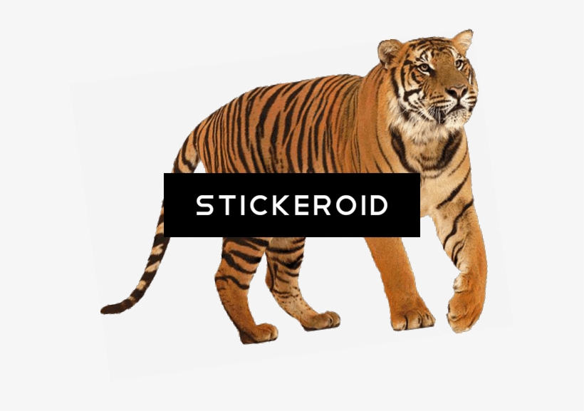 Tiger - Siberian Tiger, transparent png download