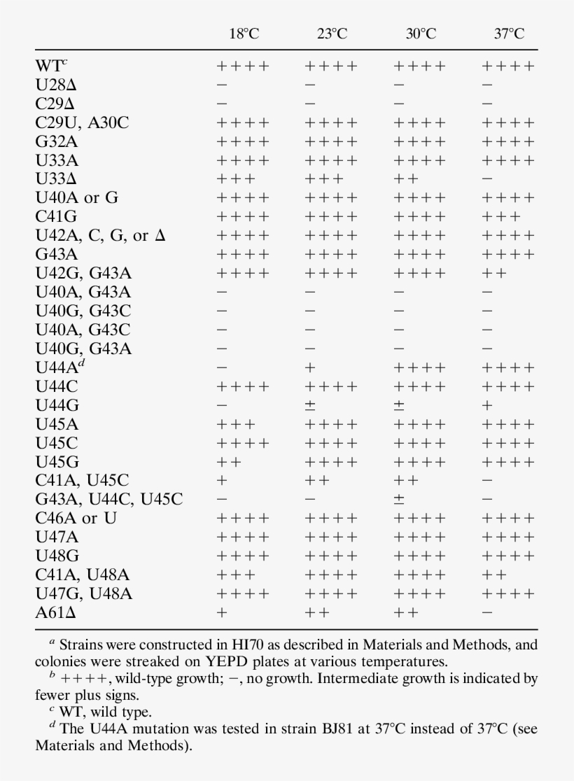 Growth Phenotypes Of U2 Mutations A U2 Allele Growth - Occupational Health And Safety Report, transparent png download