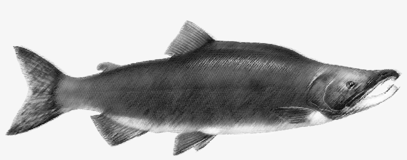 Sockeye Salmon - Alaskan Sockeye Salmon, transparent png download