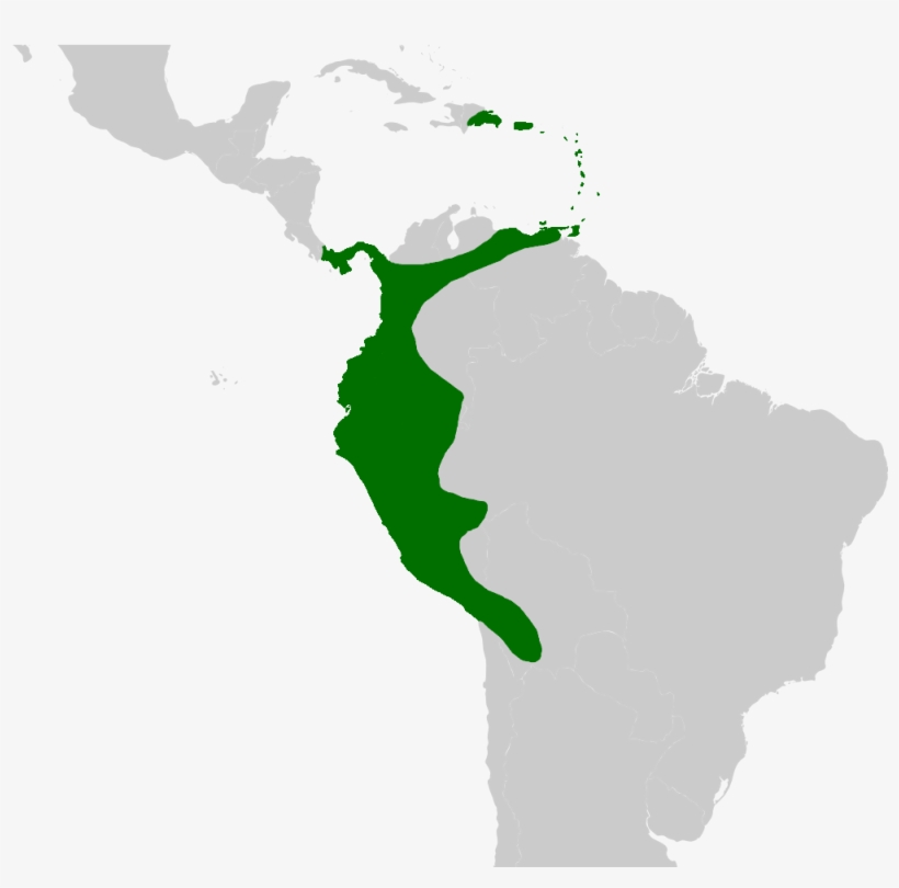 Aiphanes Distribution - Transparent Latin America Png, transparent png download