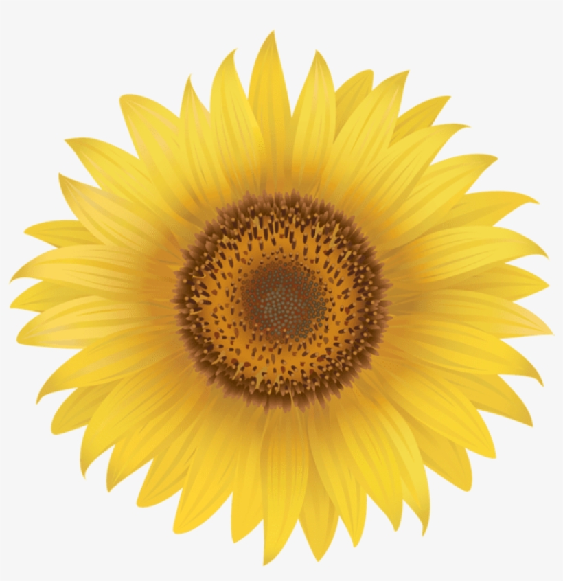 Free Png Yellow Sunflower Png Images Transparent - Sunflower Png, transparent png download