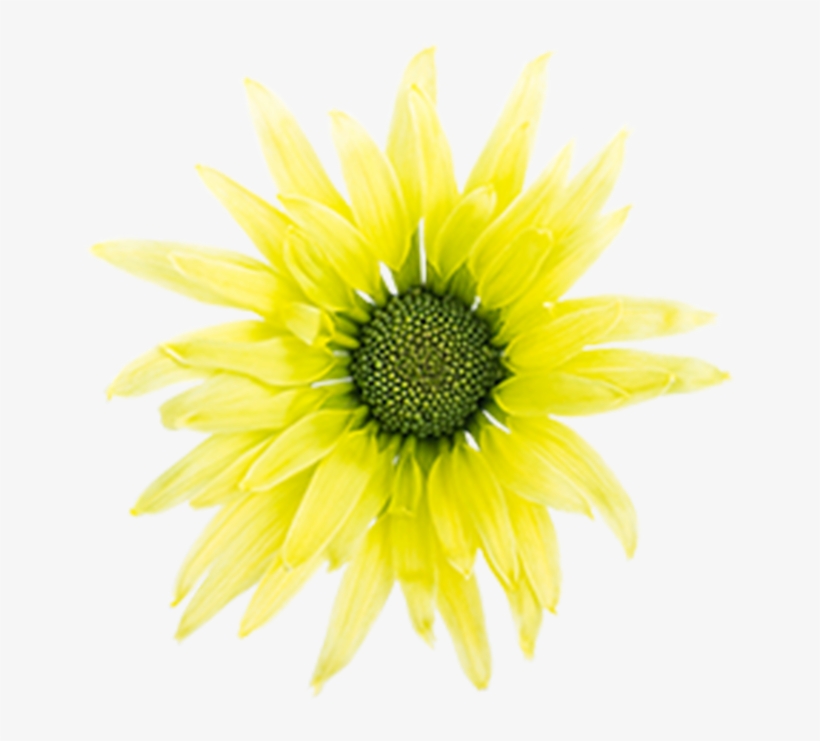 Click To Enlarge Image Green Daisy Cider Green Daisy - Common Sunflower, transparent png download