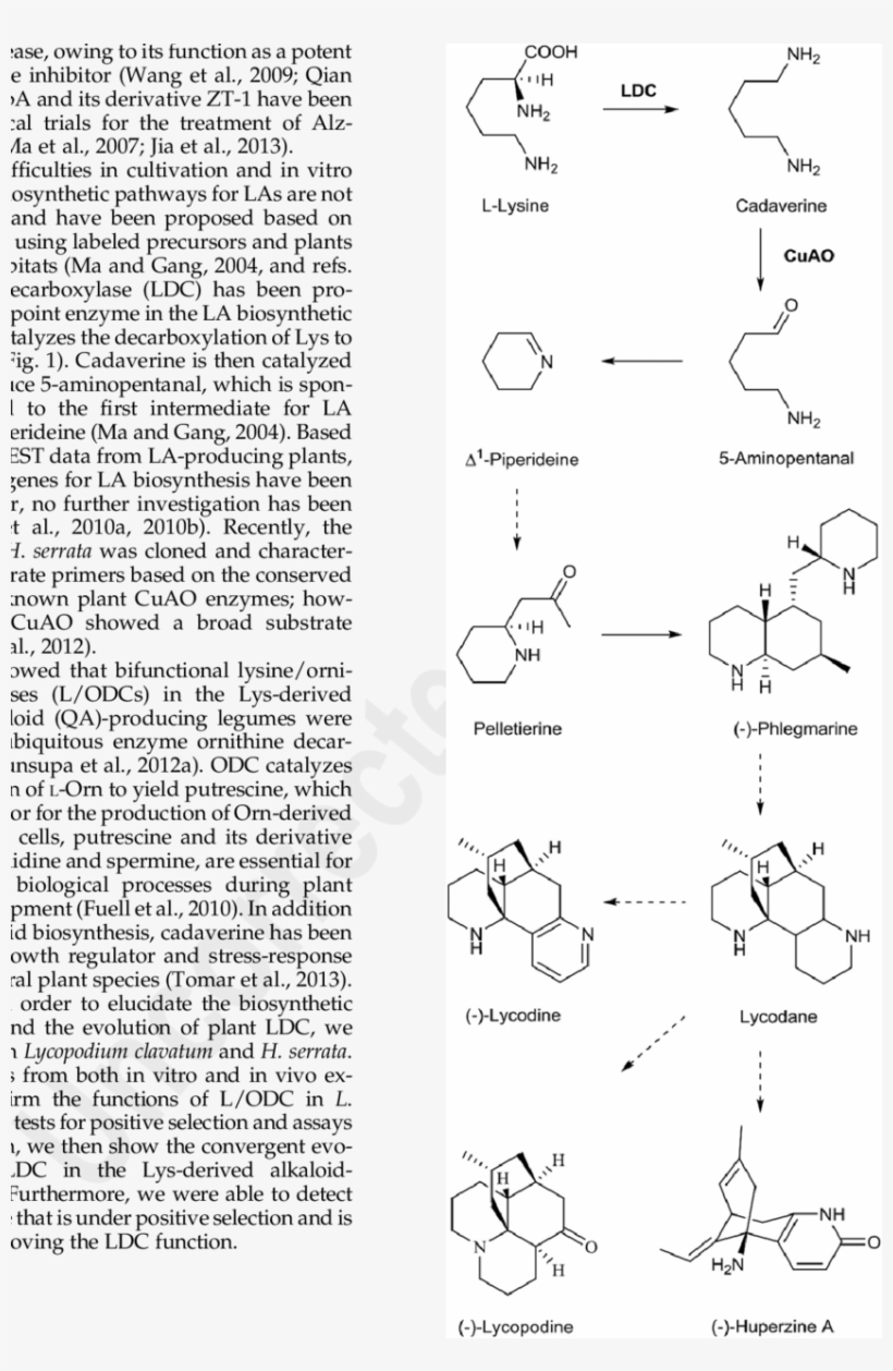 Putative Biosynthetic Pathway For Las - Amine Oxidase (copper-containing), transparent png download