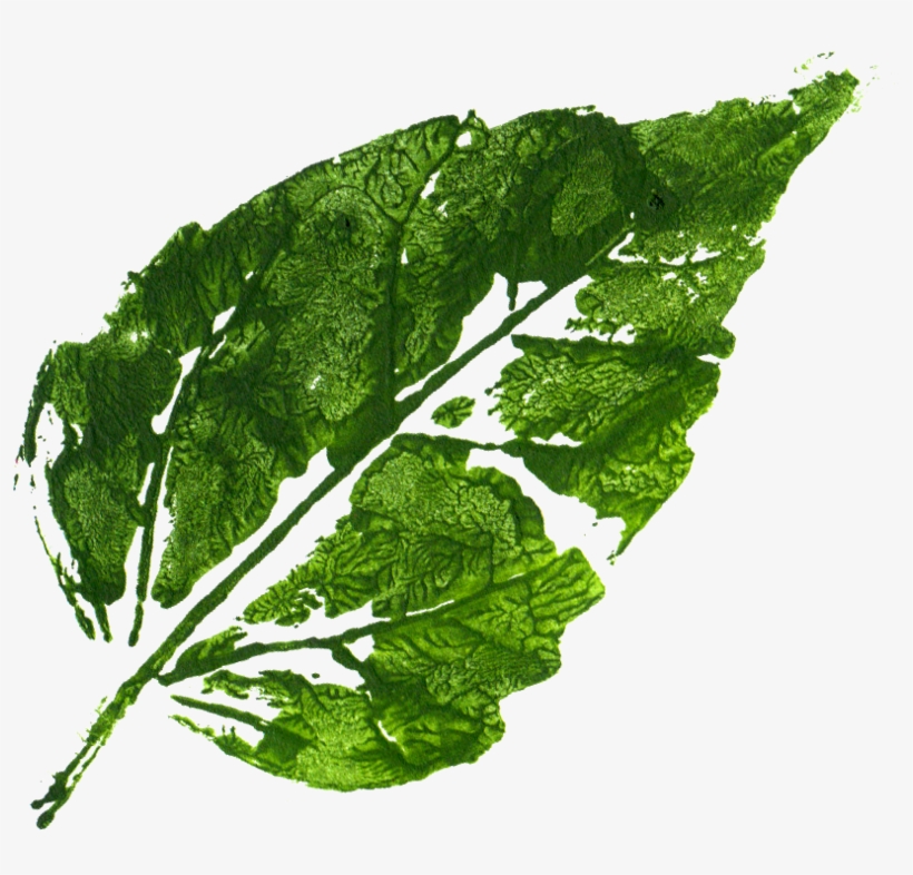 Free Download - Mustard Greens, transparent png download