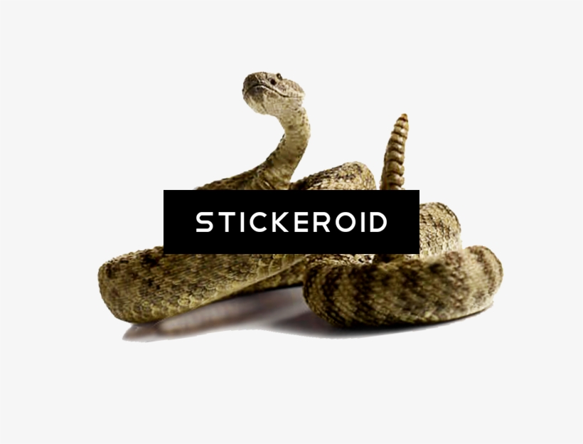 Rattlesnake - Serpent, transparent png download