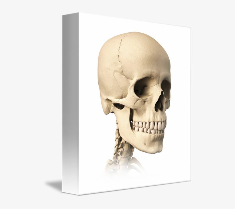 Anatomy Of By Stocktrek Images - Skeleton Face Side View, transparent png download