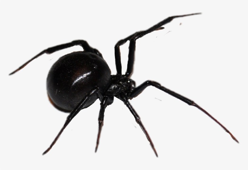 Black Widow Spider, transparent png download