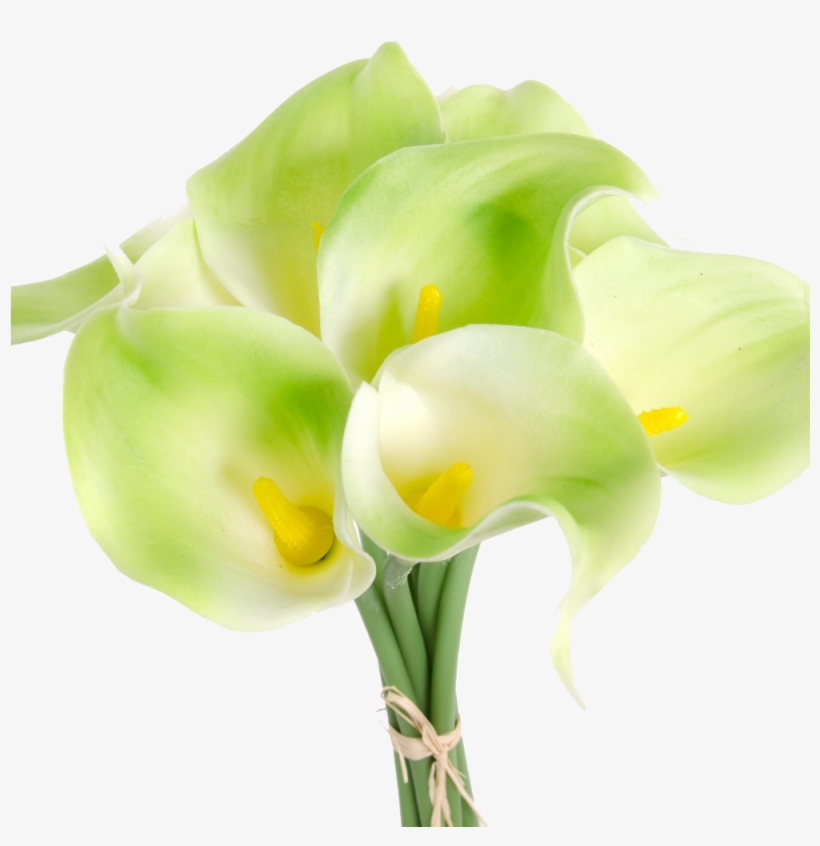 Arum-lily, transparent png download