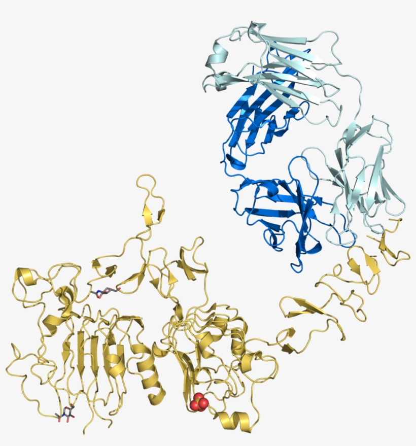 Trastuzumab Molecule, transparent png download