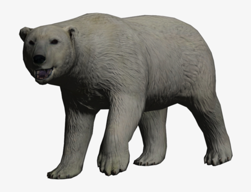 Polar Bear - Brown Bear, transparent png download