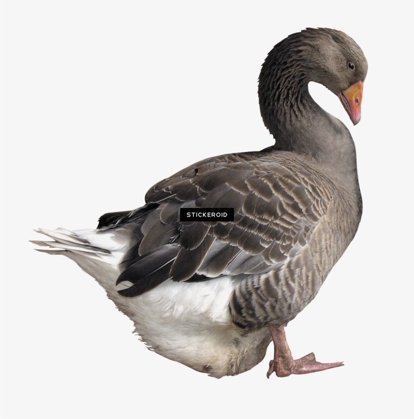 White Gooses Duck - Ördek Png, transparent png download
