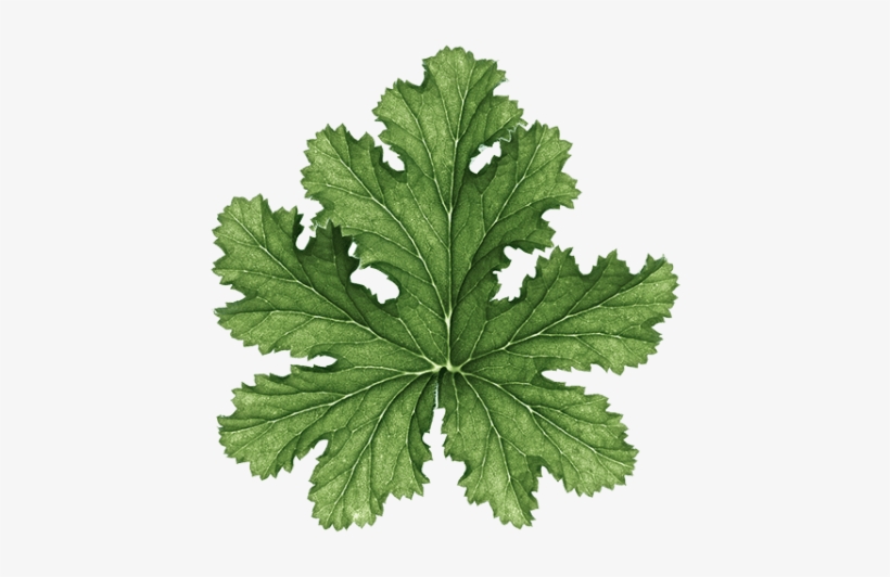 Geranium - Parsley, transparent png download