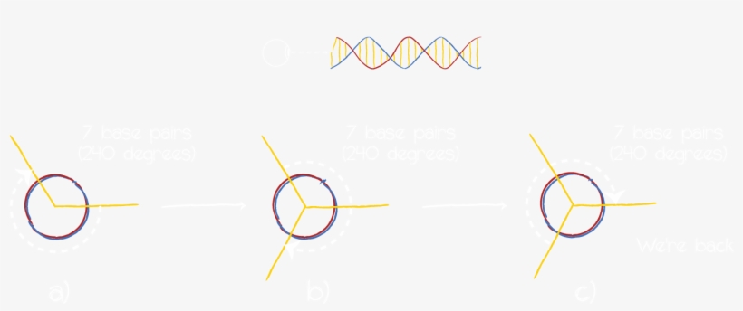 By Routing Strands Of Dna In And Out Of Several Adjacent - Circle, transparent png download