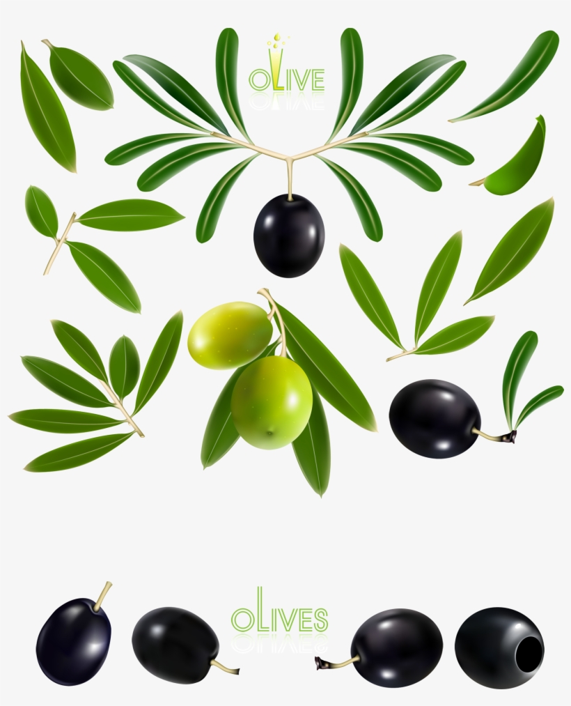 Oil Fine And - Olive Vector Free Download, transparent png download