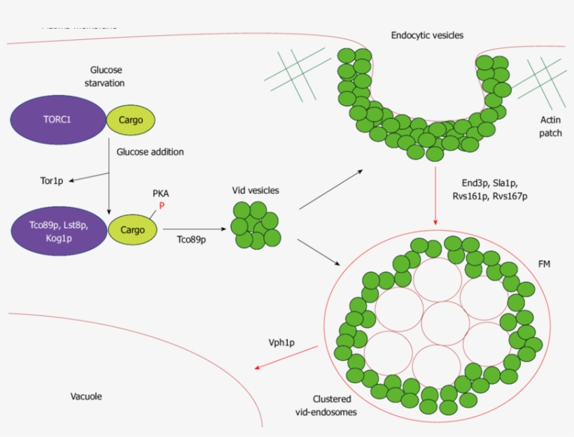 A Model For The Vacuole Import And Degradation Pathway - Gluconeogenesis, transparent png download