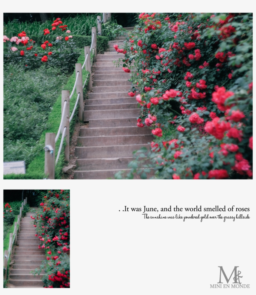 They Are So Pretty Right And Here In Bucheon They Have - Walkway, transparent png download