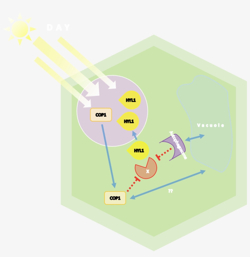Rna Biology, transparent png download