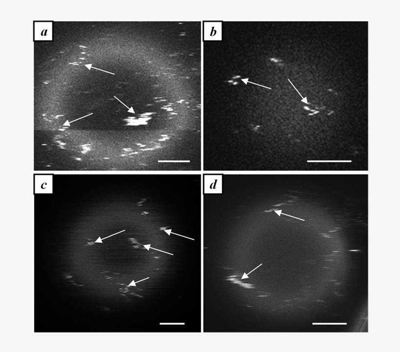 Zones Of Intensive Fluorescence In The Top Part Of - Monochrome, transparent png download