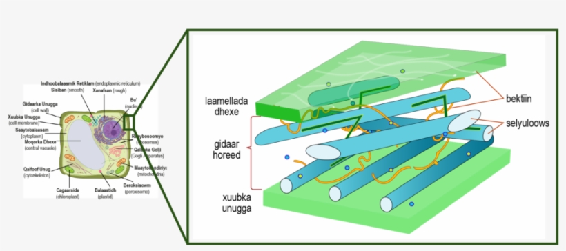Vacuole Png, transparent png download