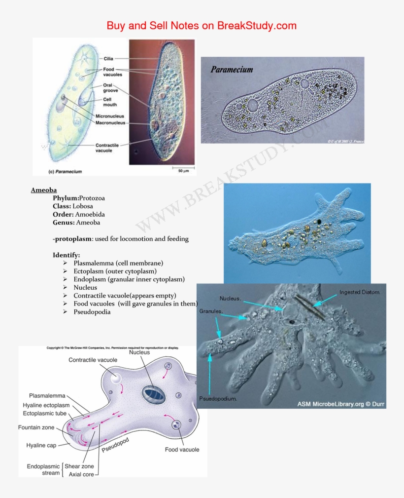 Biol 2030 Lab Exam Review - Test, transparent png download