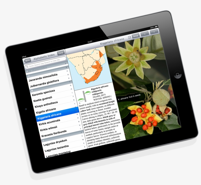 Common And Accessible Tree Species Found In The Southern - October, transparent png download